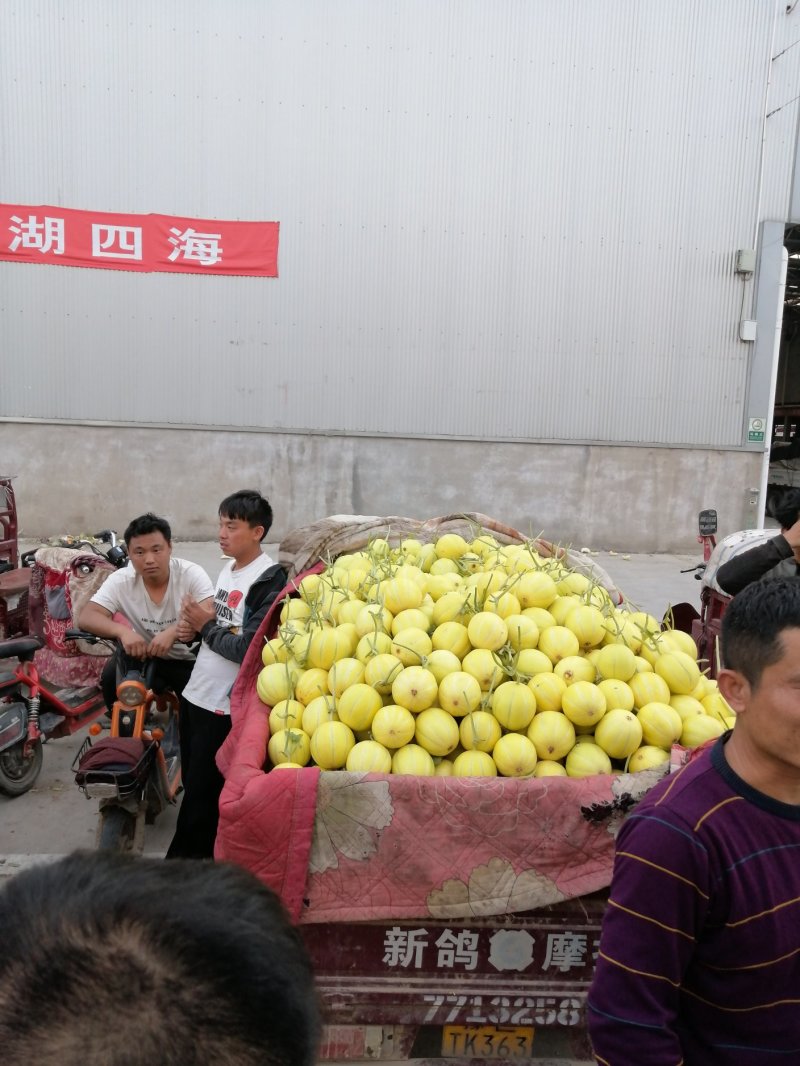 黄金瓜，九瑞红，红太阳，