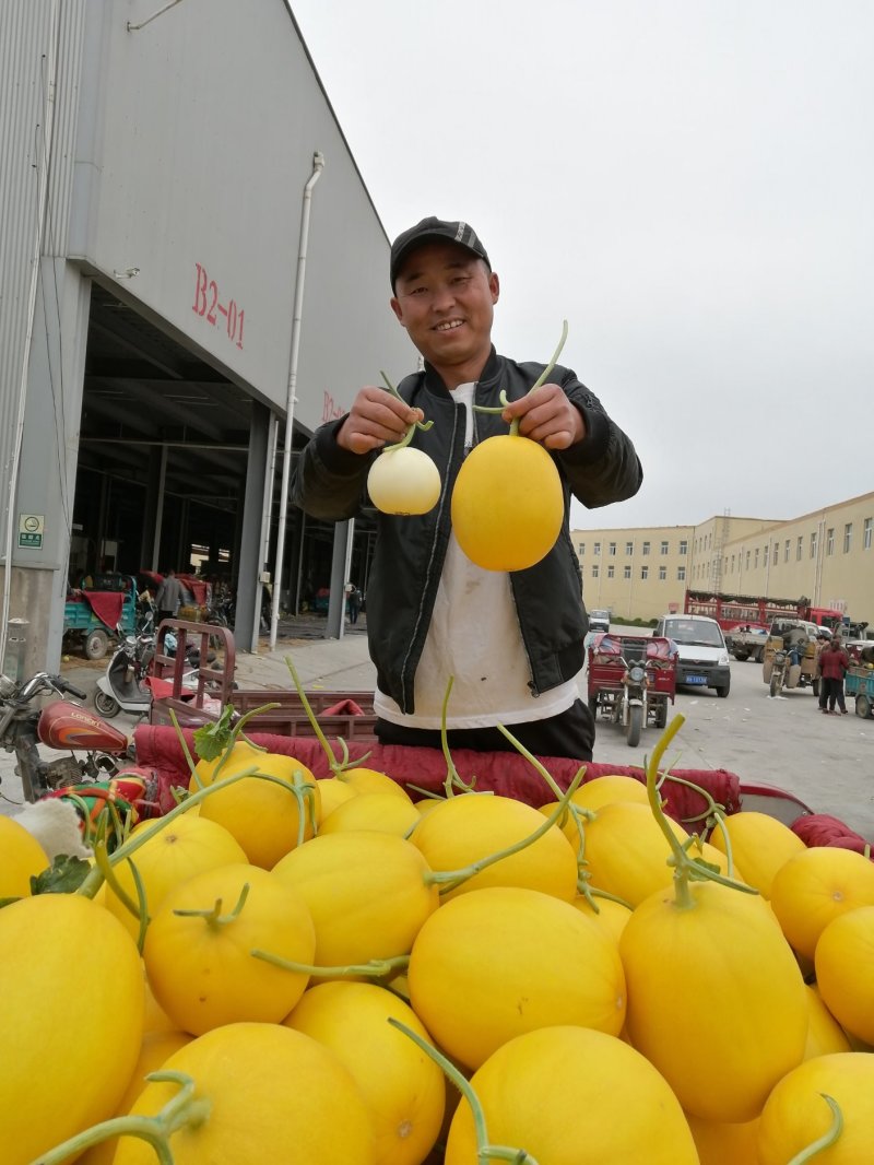 黄金瓜，九瑞红，红太阳，