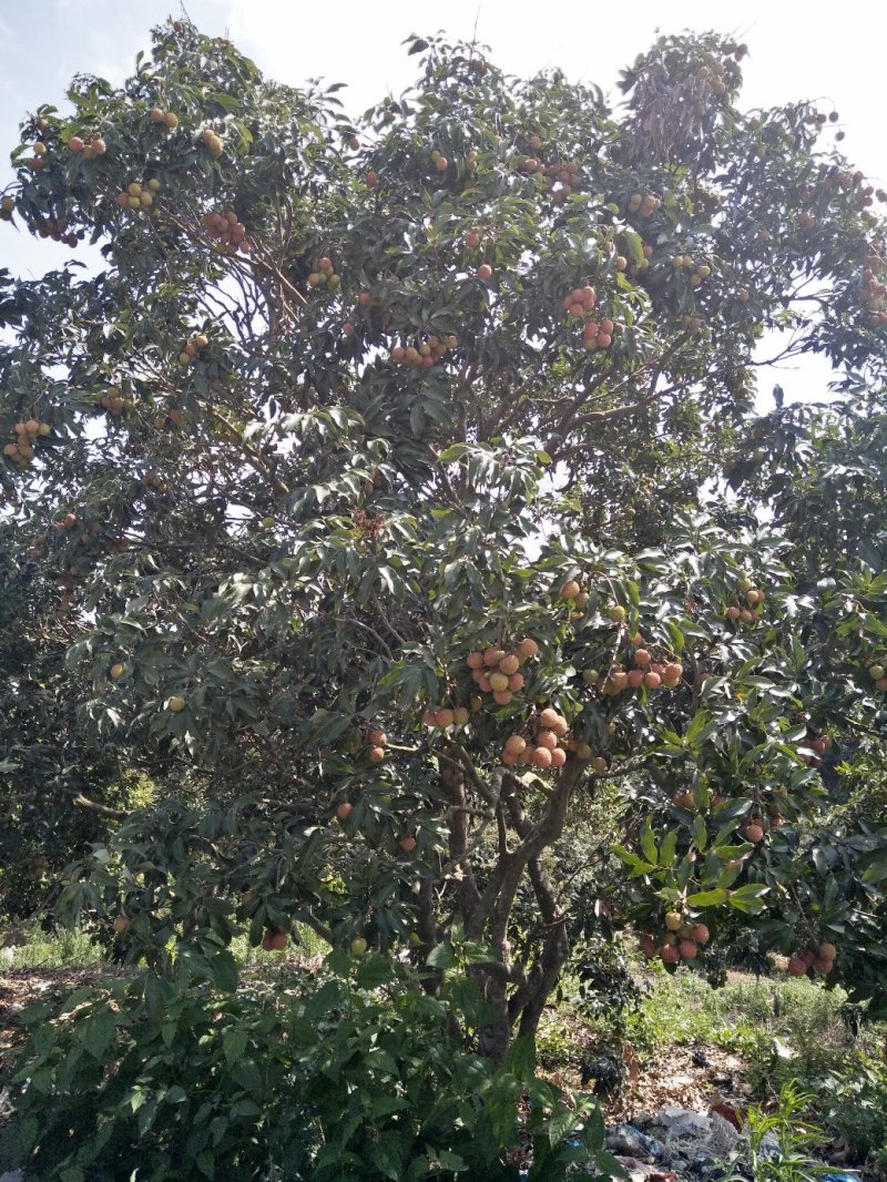 荔枝