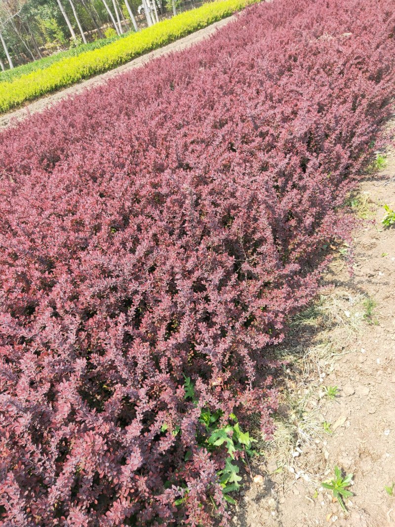 苏北培育出来的带刺红叶小檗海量30-60高