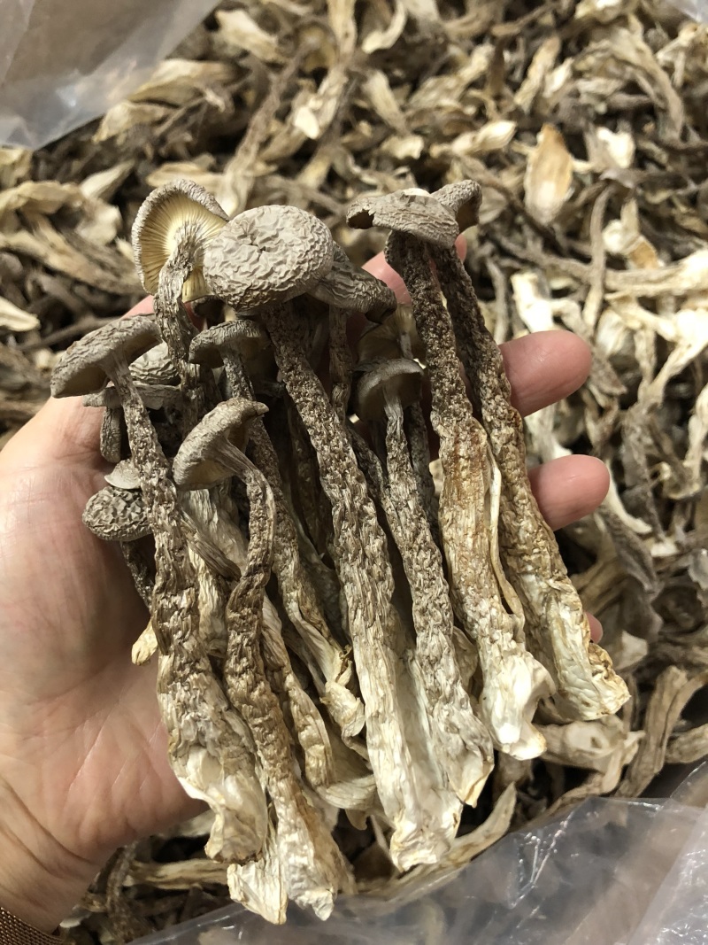 鹿茸菇