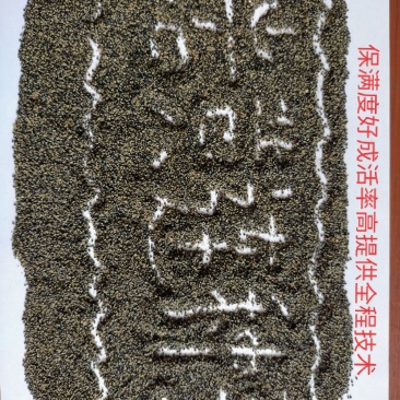 广西防野岩黄莲种子，保满度好，发芽率高，提供种植技术。