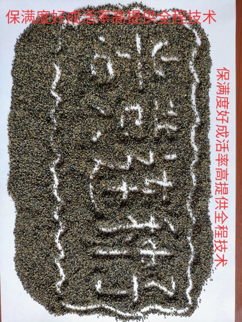 广西防野岩黄莲种子，保满度好，发芽率高，提供种植技术。