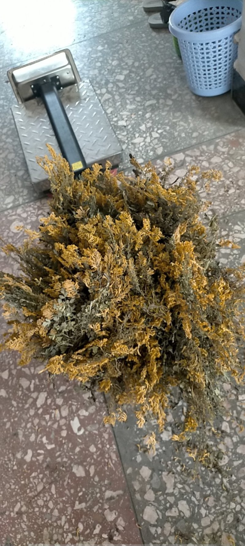 广西防野岩黄莲种子，保满度好，发芽率高，提供种植技术。
