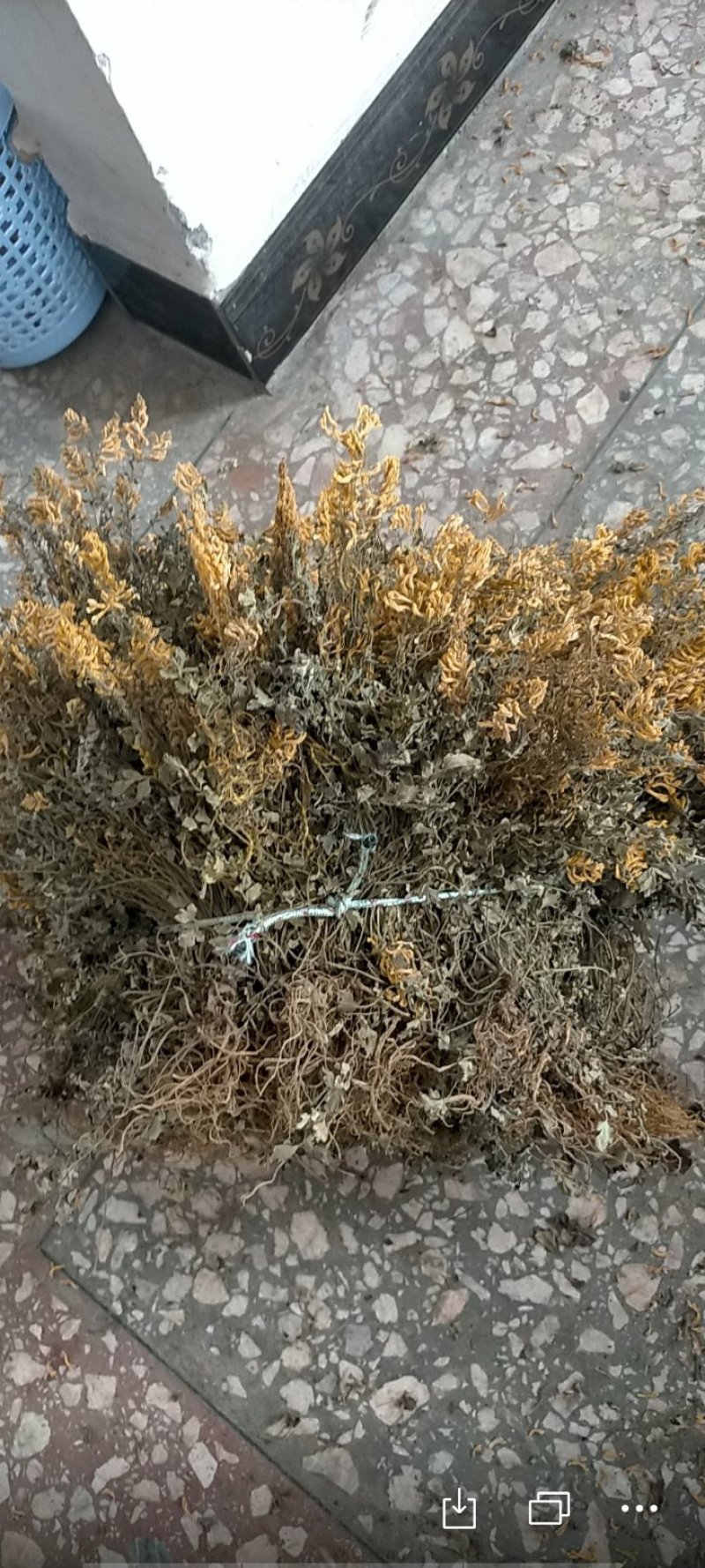 广西防野岩黄莲种子，保满度好，发芽率高，提供种植技术。
