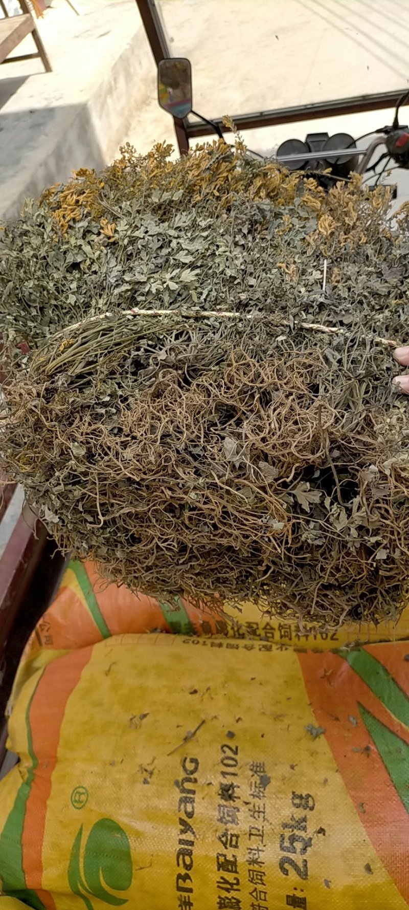 广西防野岩黄莲种子，保满度好，发芽率高，提供种植技术。