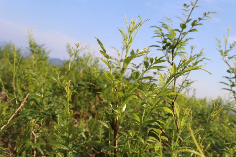 甘露溪雾雨藤茶