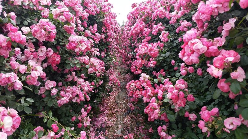 月季网片月季花墙爬墙蔷薇2米高藤本月季爬藤蔷薇