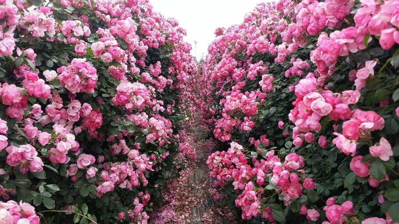 月季网片月季花墙爬墙蔷薇2米高藤本月季爬藤蔷薇