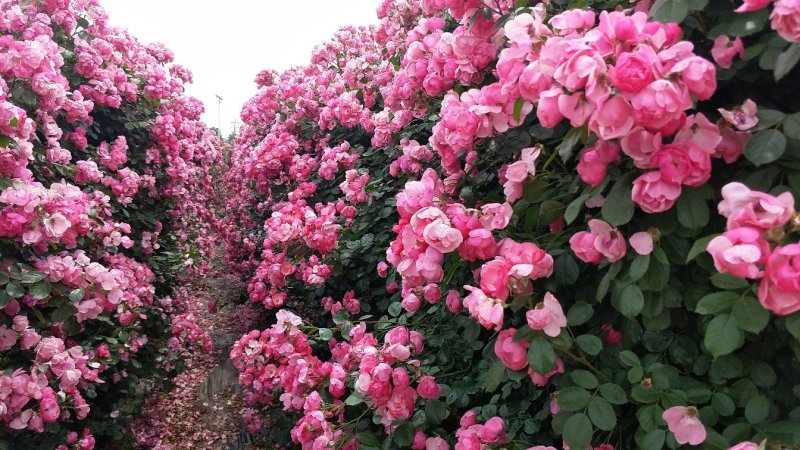 月季网片月季花墙爬墙蔷薇2米高藤本月季爬藤蔷薇