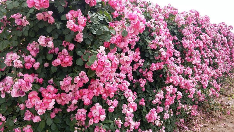 月季网片月季花墙爬墙蔷薇2米高藤本月季爬藤蔷薇