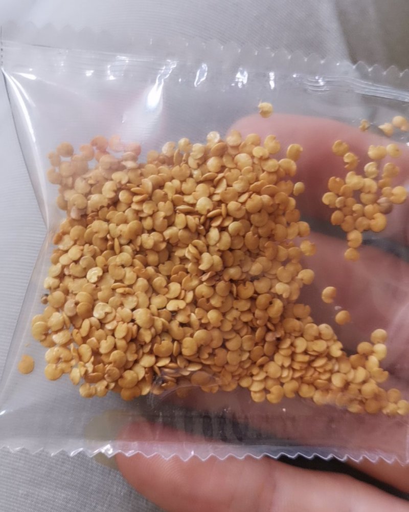 彩色茄子种子，颜色漂亮，口感佳，抗病高产