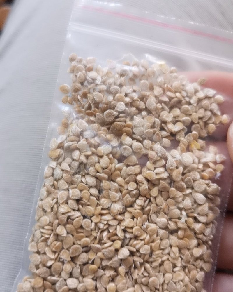 圣女果种子，番茄种子，小番茄种子，高甜度，高产抗病品质保