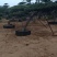 造型油松绿化苗木山东造型油松基地供应价格便宜造型精美