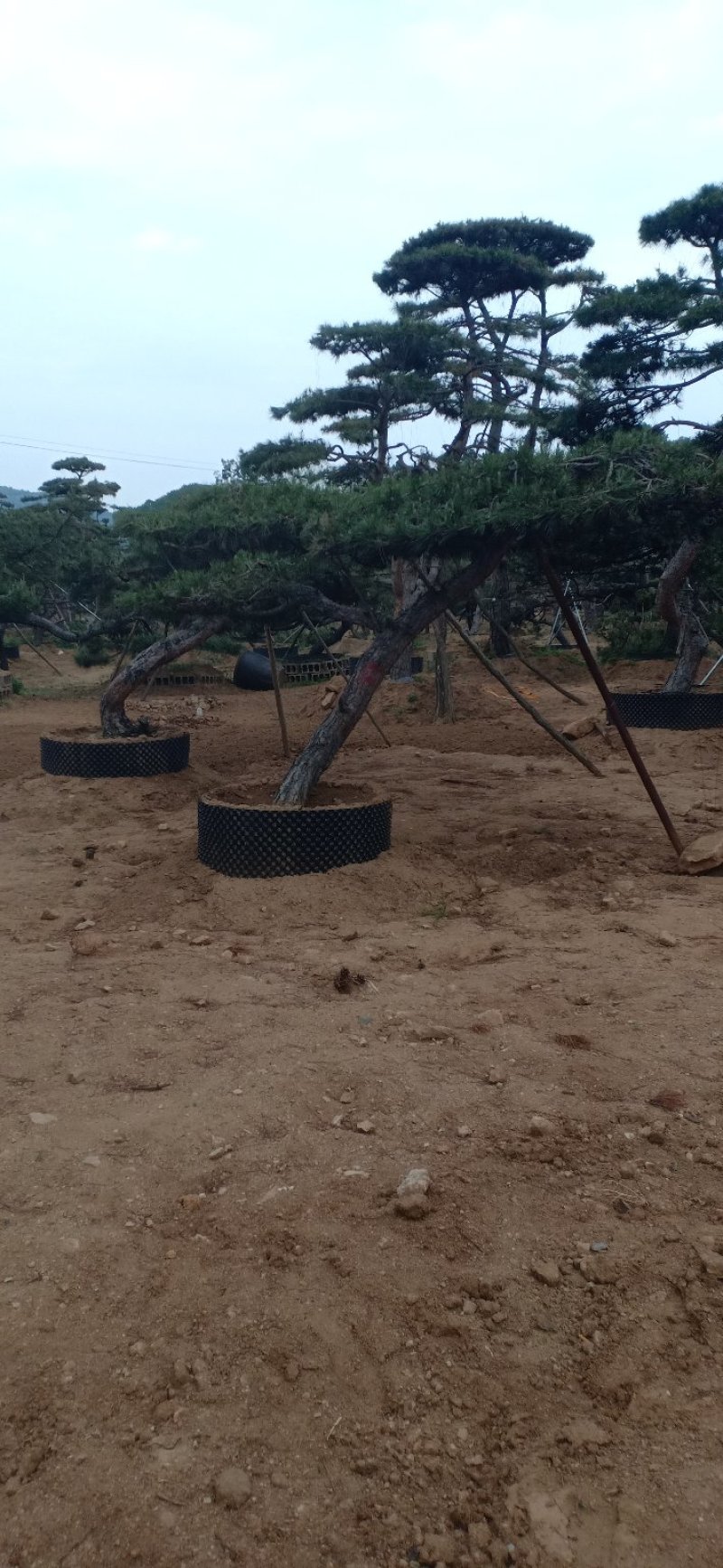 造型油松绿化苗木山东造型油松基地供应价格便宜造型精美