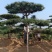 造型油松绿化苗木山东造型油松基地供应价格便宜造型精美