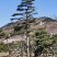 造型油松绿化苗木山东造型油松基地供应价格便宜造型精美