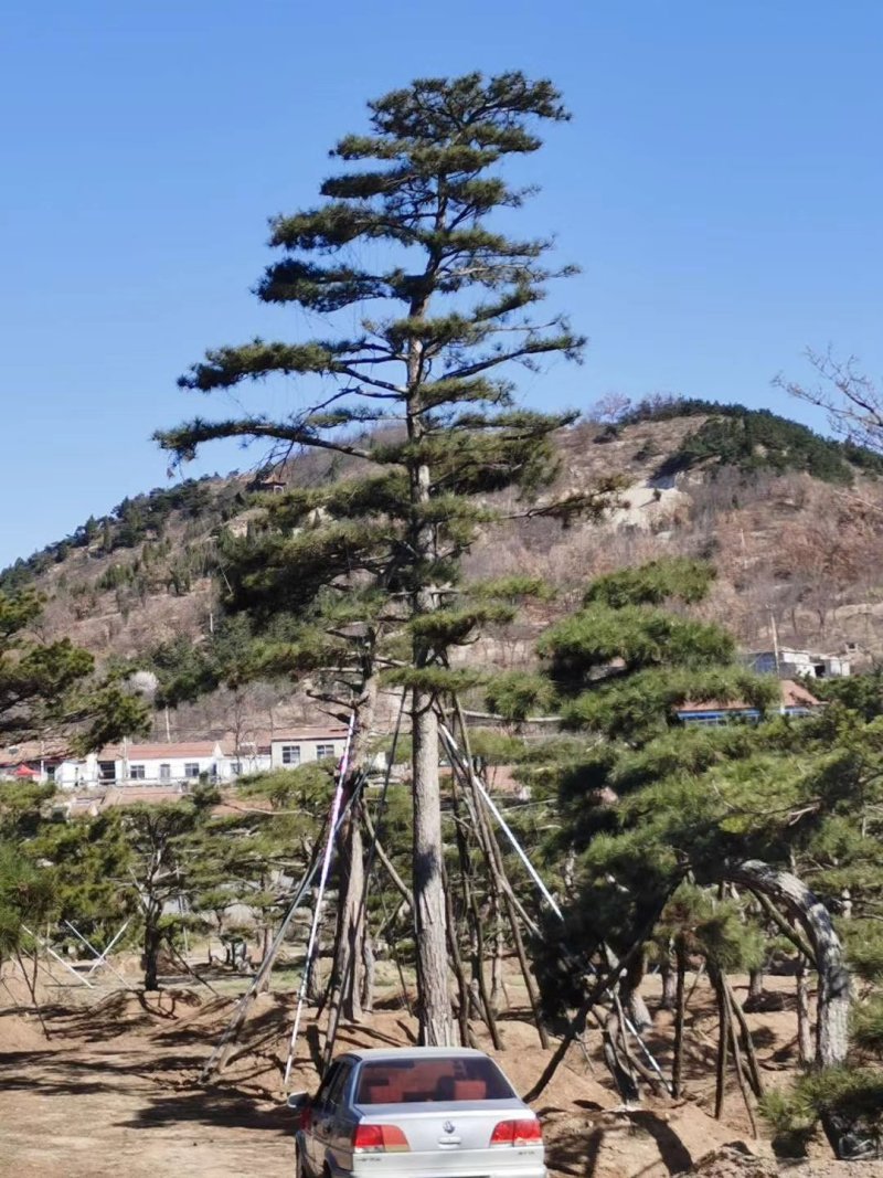 造型油松绿化苗木山东造型油松基地供应价格便宜造型精美