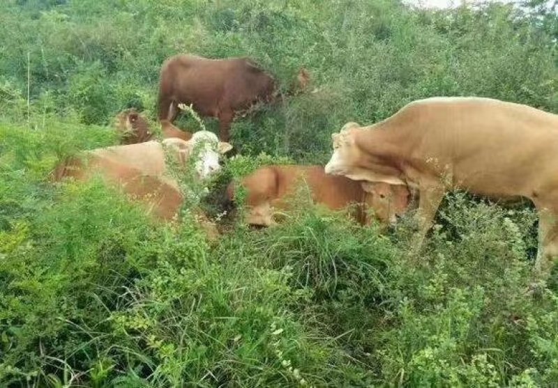 广东鲁西黄牛肉牛犊免费送货货到付款包成活包技术包回收