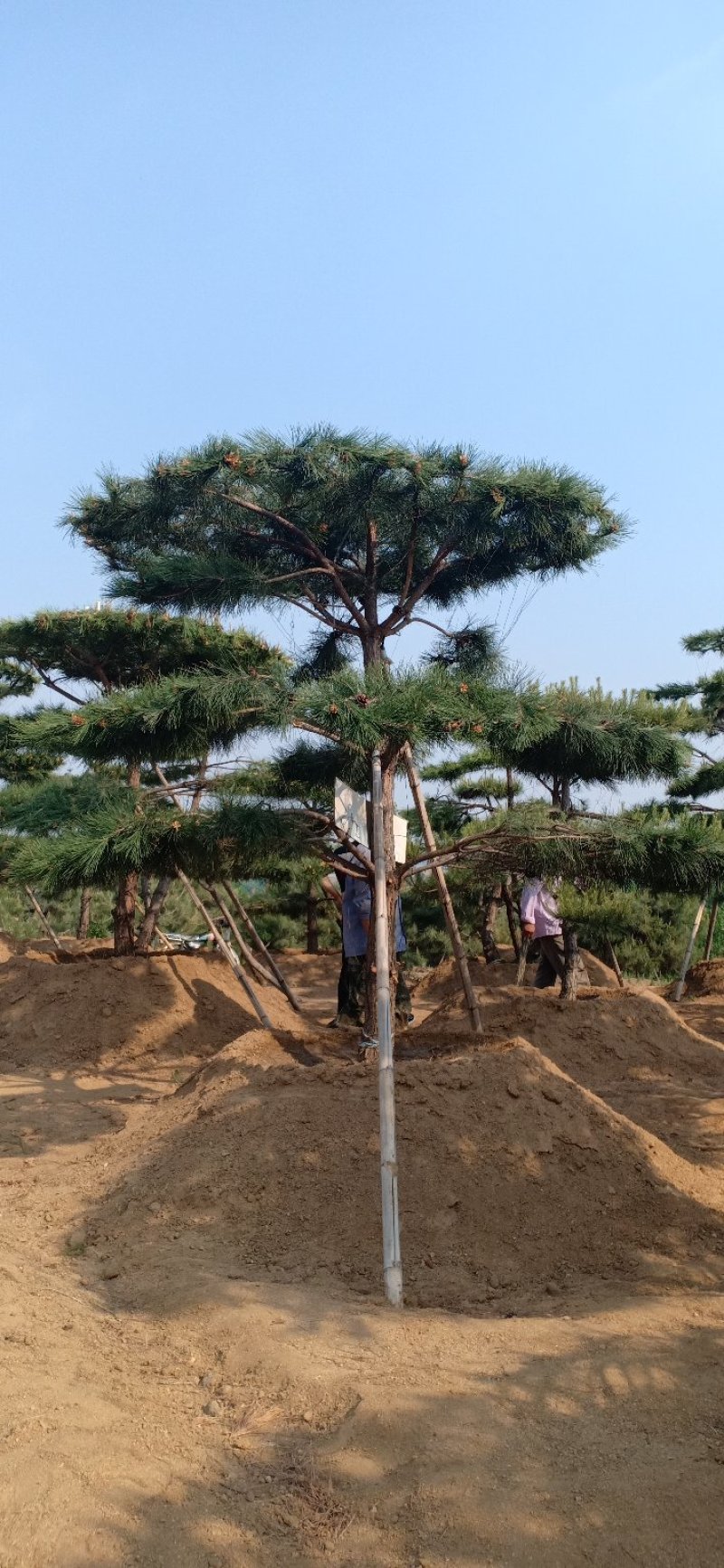造型油松绿化苗木山东造型油松基地供应价格便宜造型精美