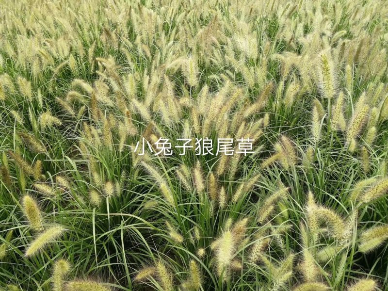 小兔子狼尾草