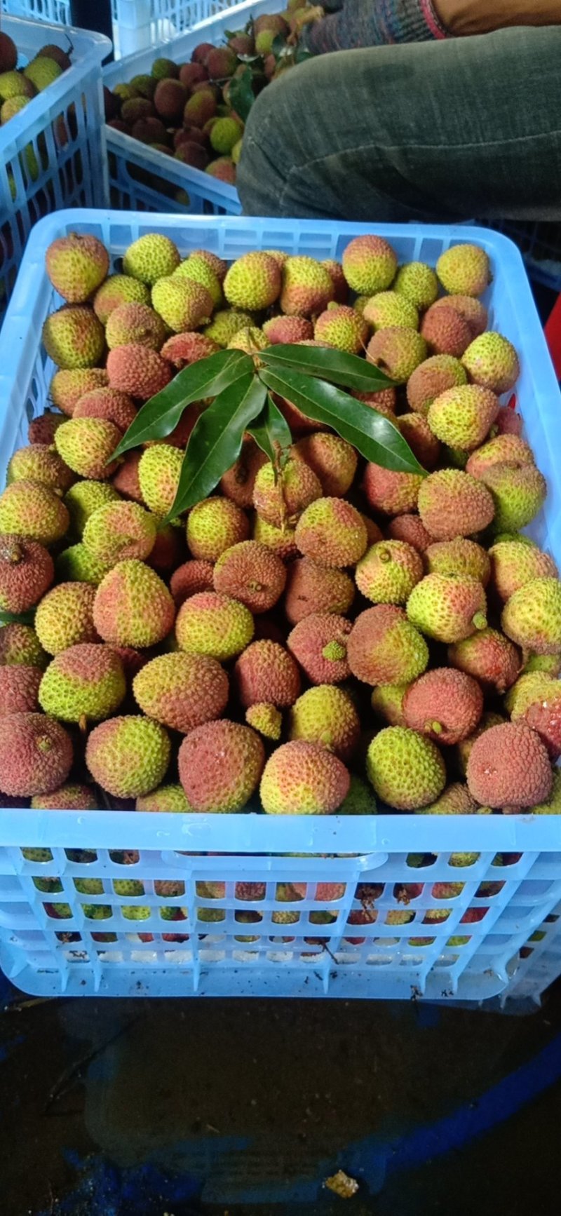 妃子笑荔枝