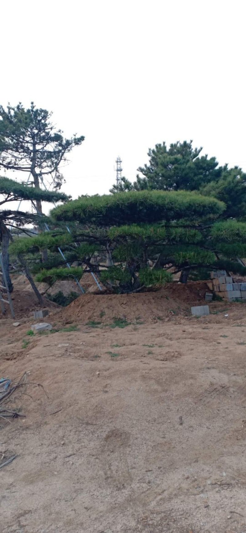精品造型黑松，造型油松，基地直发，规格齐全，包技术指导