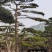 精品造型黑松，造型油松，基地直发，规格齐全，包技术指导