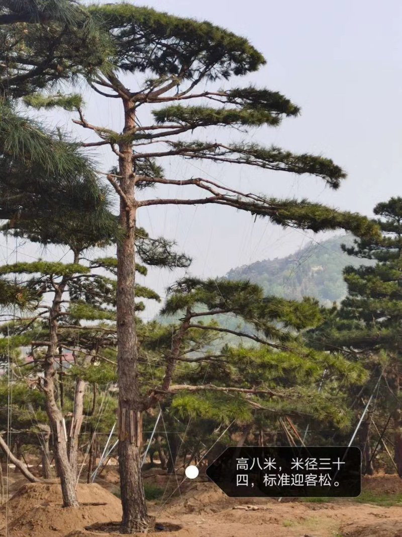 精品造型黑松，造型油松，基地直发，规格齐全，包技术指导