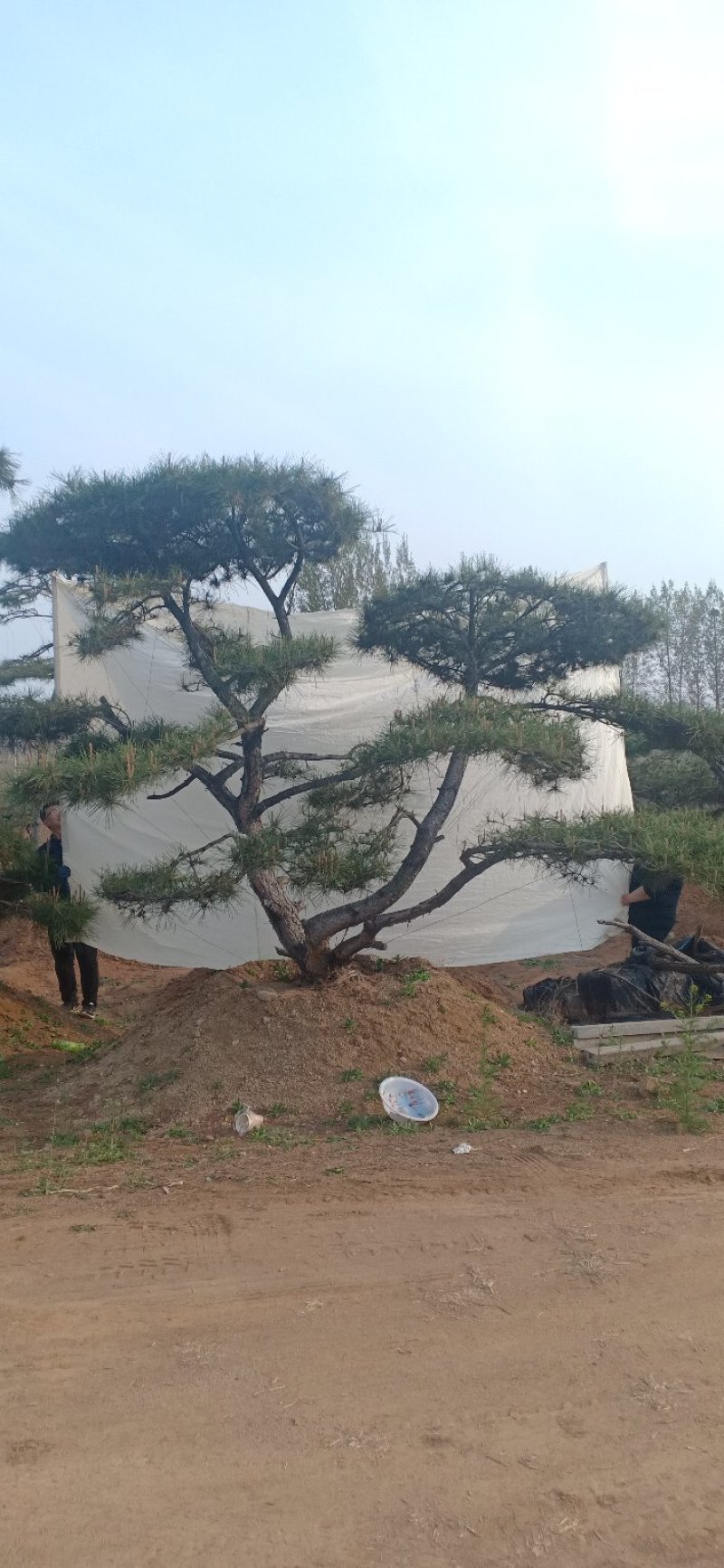 精品造型黑松，造型油松，基地直发，规格齐全，包技术指导