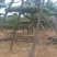 精品造型黑松，造型油松，基地直发，规格齐全，包技术指导