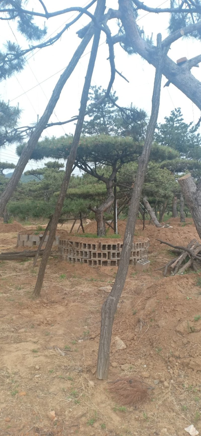 精品造型黑松，造型油松，基地直发，规格齐全，包技术指导
