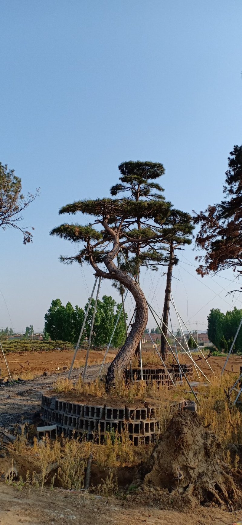 精品造型黑松，造型油松，基地直发，规格齐全，包技术指导