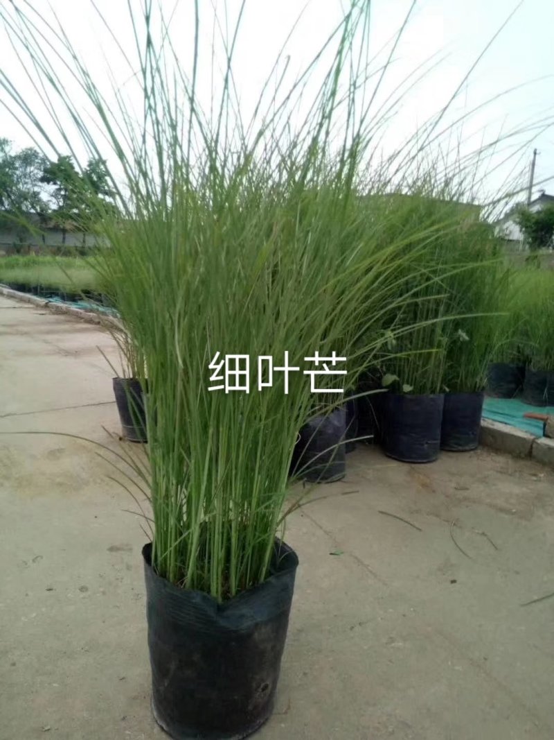 细叶芒