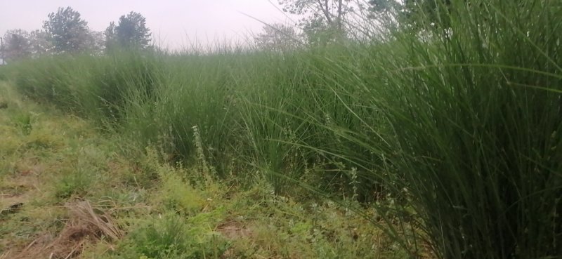 细叶芒