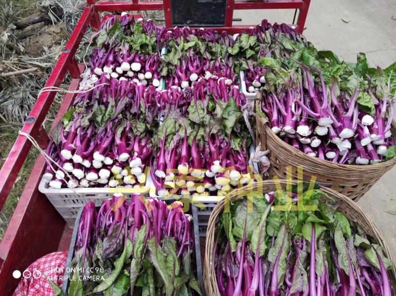 红油菜苔种子、连续产侧苔能力强、抗热耐寒、颜色亮丽