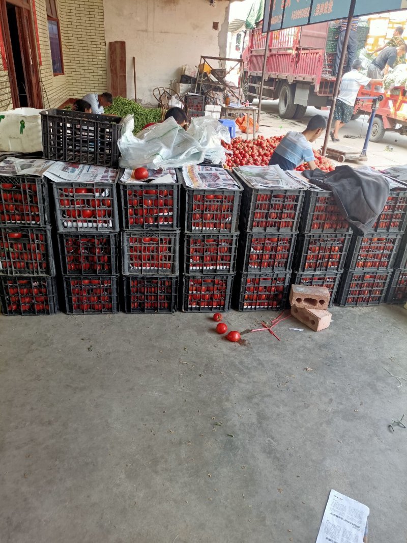 石头串果，好货，红得很，价格便宜，可剪单果