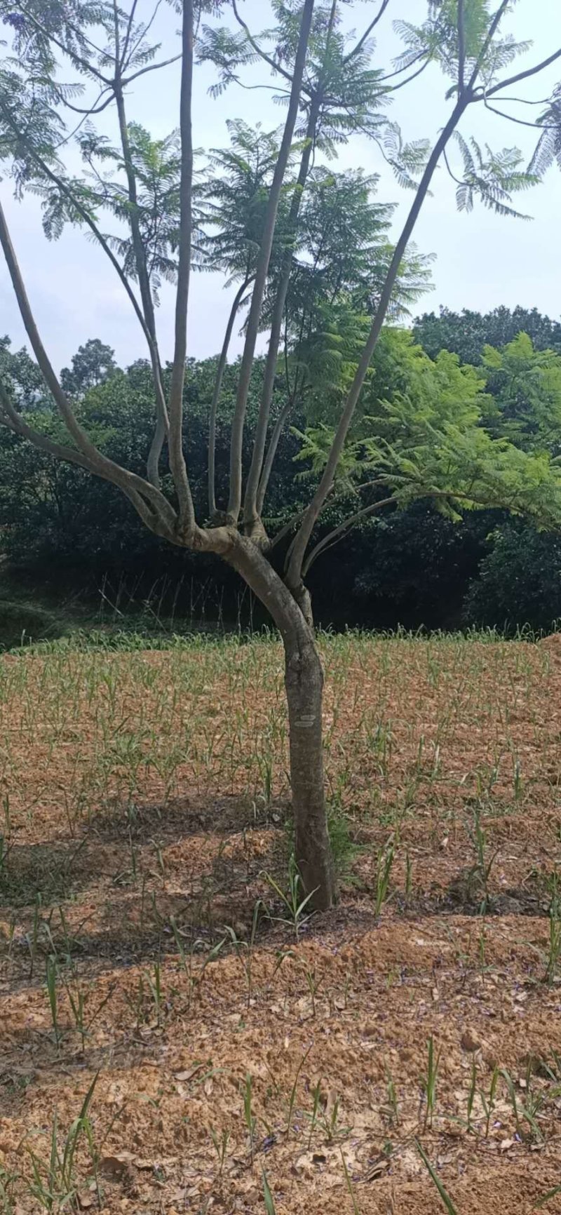 蓝花楹