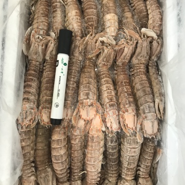 熟冻皮皮虾皮皮虾濑尿虾带膏虾爬子富贵虾