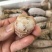 熟冻皮皮虾皮皮虾濑尿虾带膏虾爬子富贵虾