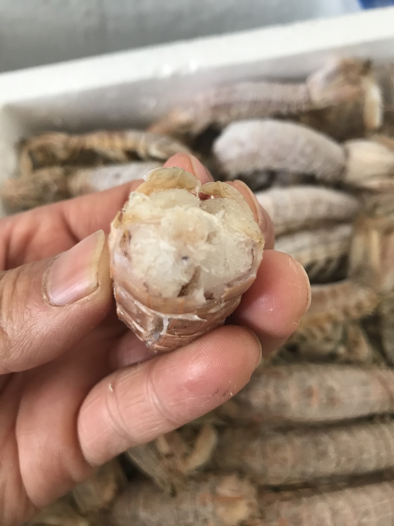 熟冻皮皮虾皮皮虾濑尿虾带膏虾爬子富贵虾