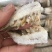 熟冻皮皮虾皮皮虾濑尿虾带膏虾爬子富贵虾