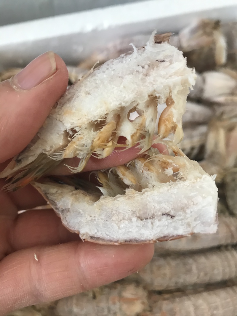 熟冻皮皮虾皮皮虾濑尿虾带膏虾爬子富贵虾