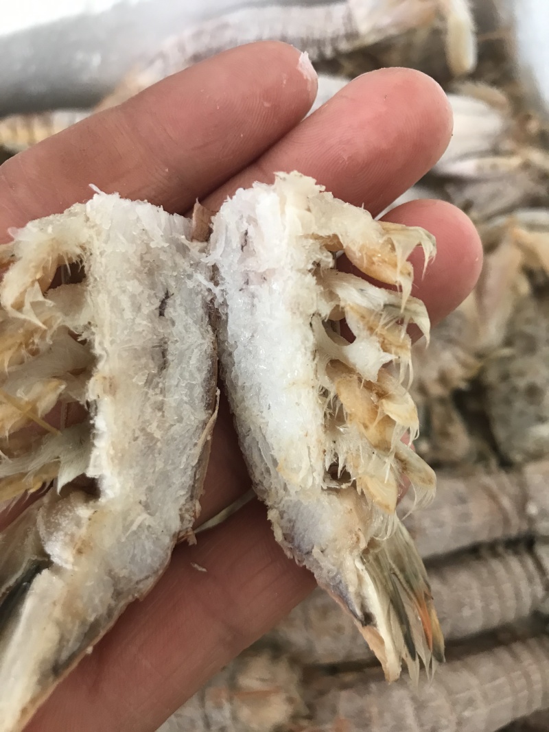 熟冻皮皮虾皮皮虾濑尿虾带膏虾爬子富贵虾
