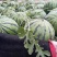 【推荐】美都西瓜皮薄汁甜当度高对接电商批发商商超欢迎来电
