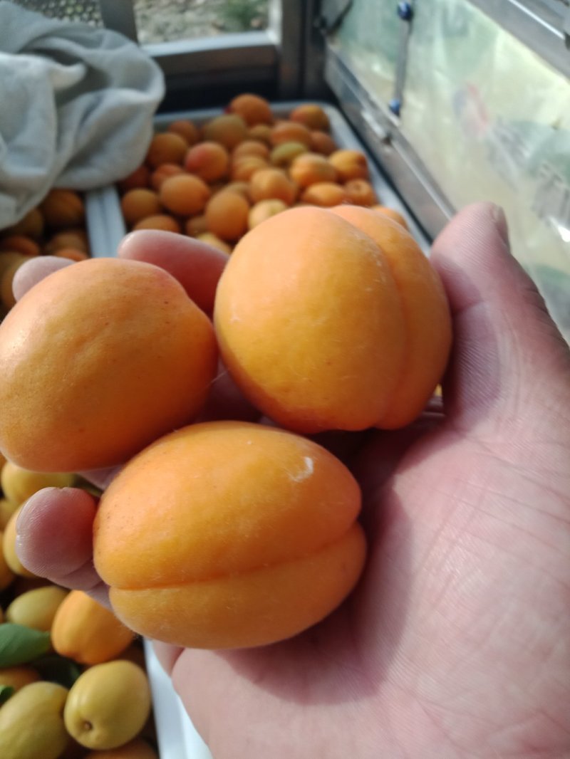杏