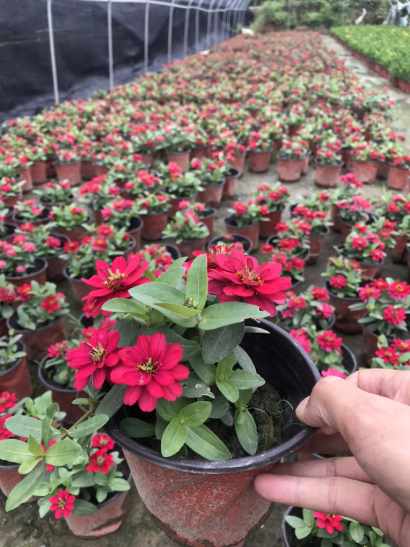 百日草成都百日草四川百日草基地工程用百日草