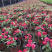 百日草成都百日草四川百日草基地工程用百日草
