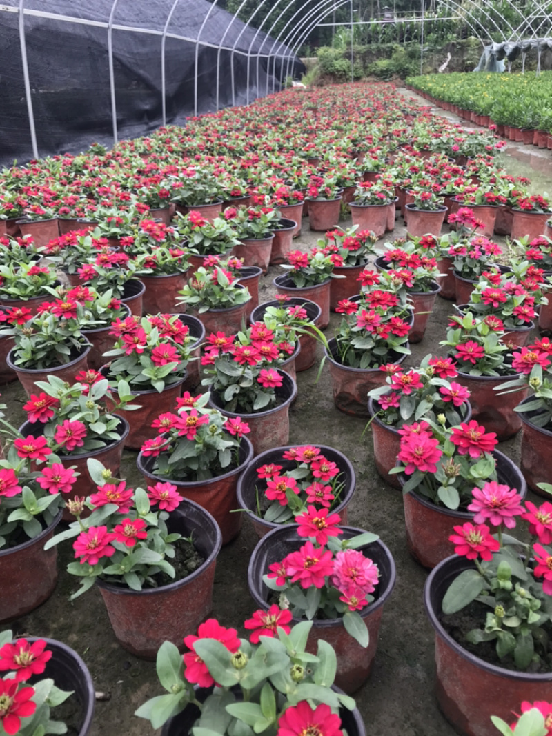 百日草成都百日草四川百日草基地工程用百日草