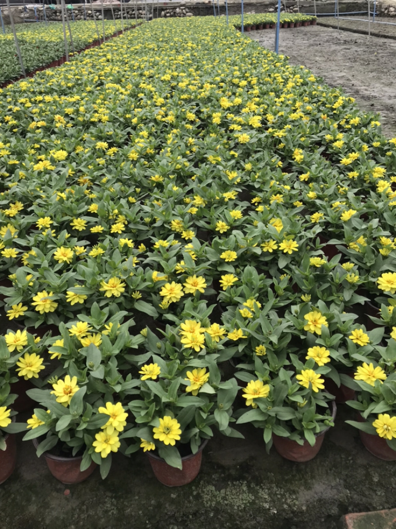 百日草成都百日草四川百日草基地工程用百日草